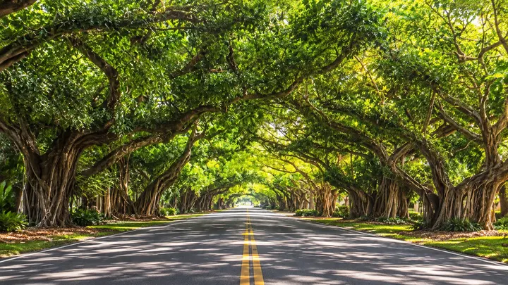 Road beneath a dense banyan tree canopy in Coral Gables